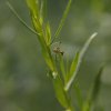 TETTIGONIA. SAUTERELLE VERTE forme juvénile. LISE JALOUX